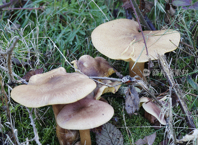 木真菌(rutilans Tricholomopsis rutilans)